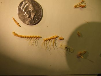 Media type: image;   Herpetology R-131521